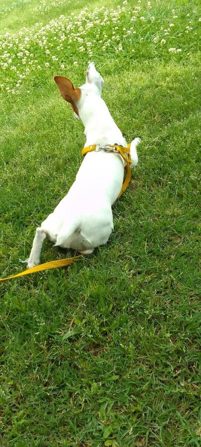 Casa quinta - Ferienwohnung Carmen de Areco