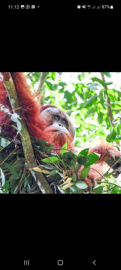 Sumatra Treking Lauser Park - B&B