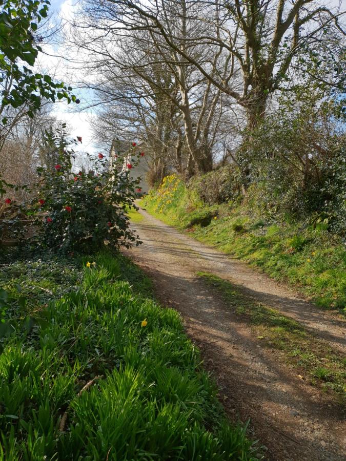 B&B Haverfordwest - The Daisy at The Manse - Bed and Breakfast Haverfordwest