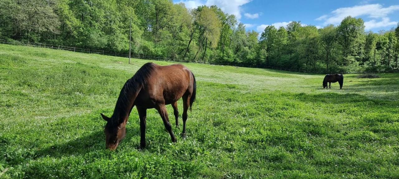 Un gîte en Charente, gîte 4 étoiles - Ferienwohnung