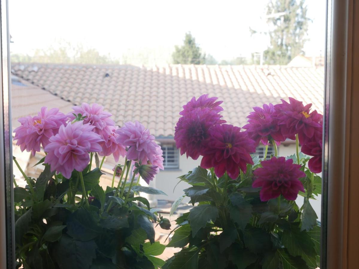 Appartamento Vissi D'Arte - B&B Lucca