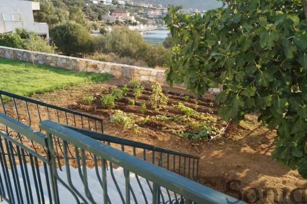 Villa Elaia Mirtila 50m from sea - Chambres d’hôtes Ágios Dimítrios