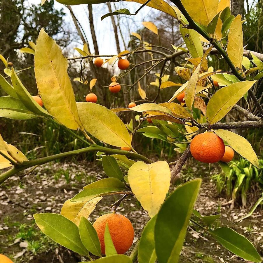 Kanoo Lodge - B&B Tigre