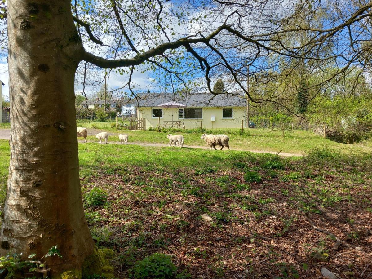 B&B Coleford - The Bungalow, Forest of Dean - Bed and Breakfast Coleford