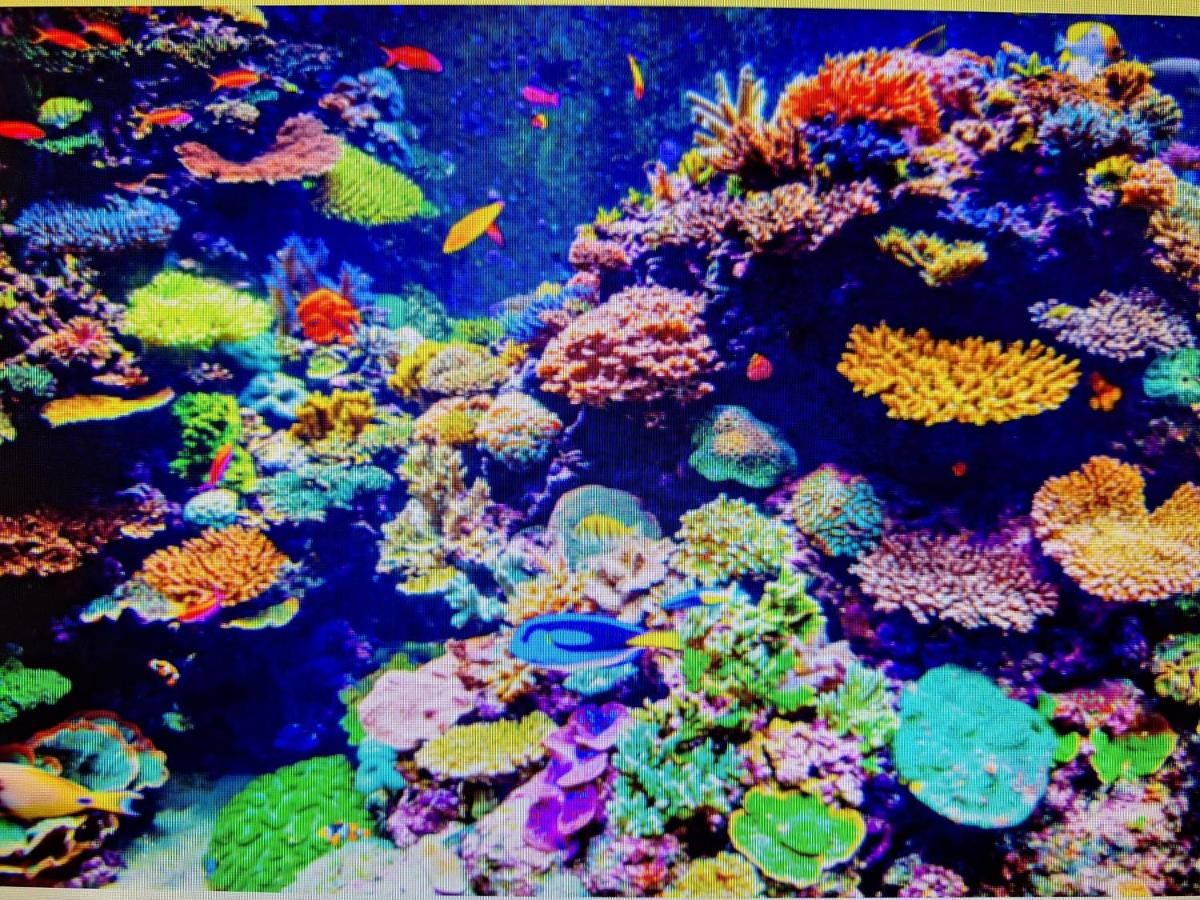 CORAL apartment - Bed and Breakfast