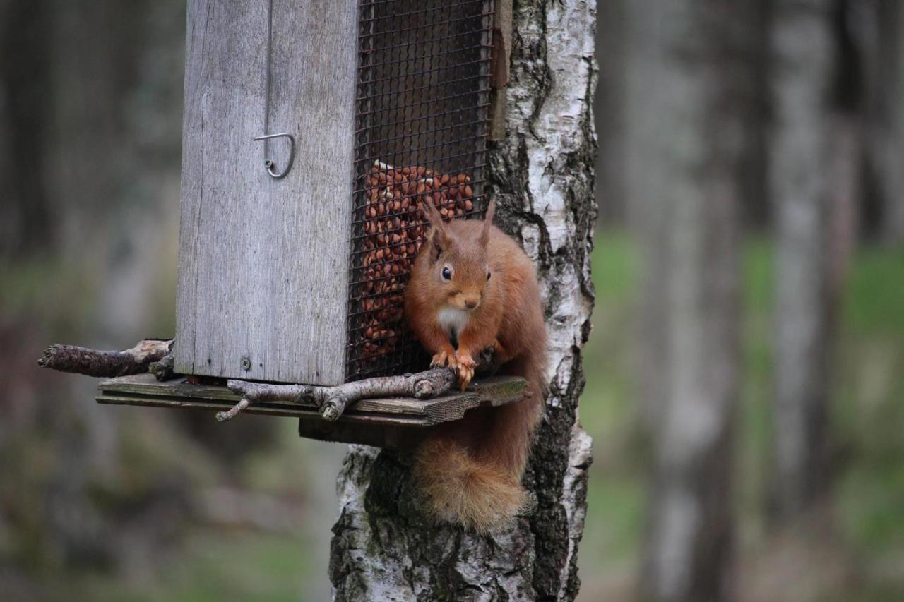 Lodges at the Mains - B&B Inverness