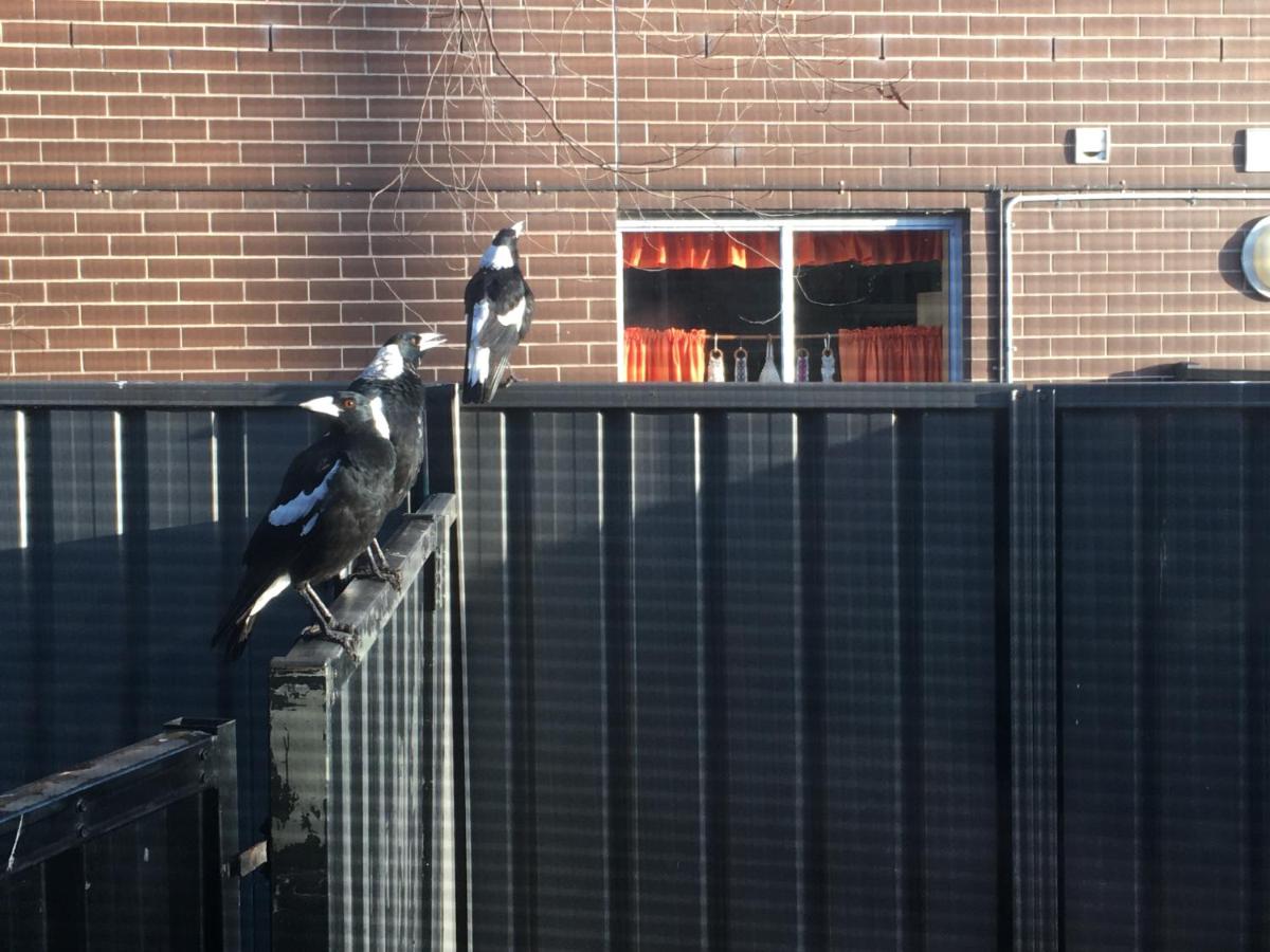 Cottage with Piano, Books & Games in the Hunter - B&B Singleton