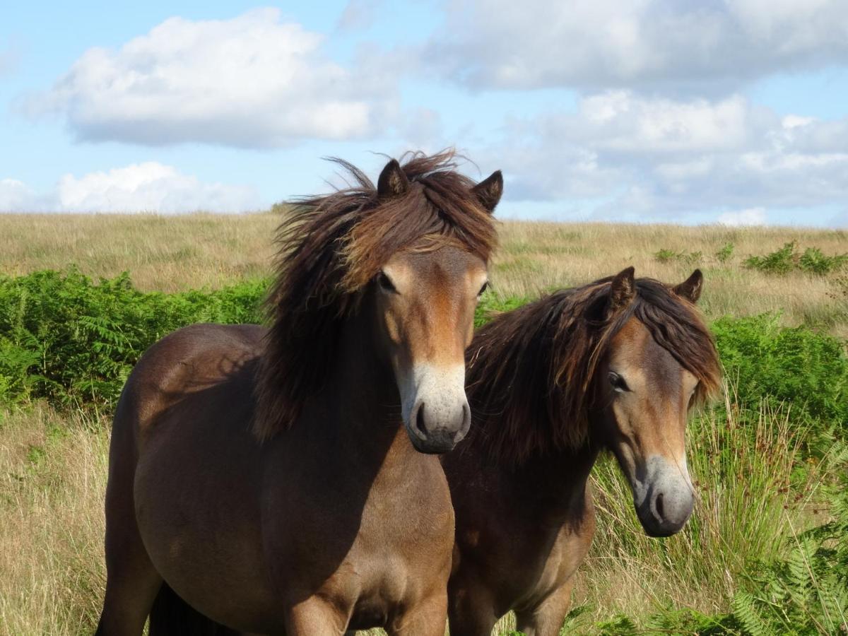 B&B Withypool - Exmoor BnB in Withypool on Two Moors Way - Bed and Breakfast Withypool