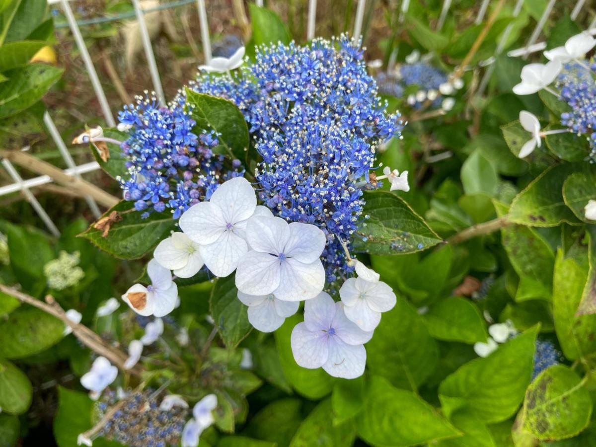 La kaz 57 - Maison avec SPA privatif - B&B La Plaine-des-Palmistes