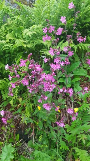 Vareid Panorama Lofoten Vareidstua - Ferienwohnung Vareid