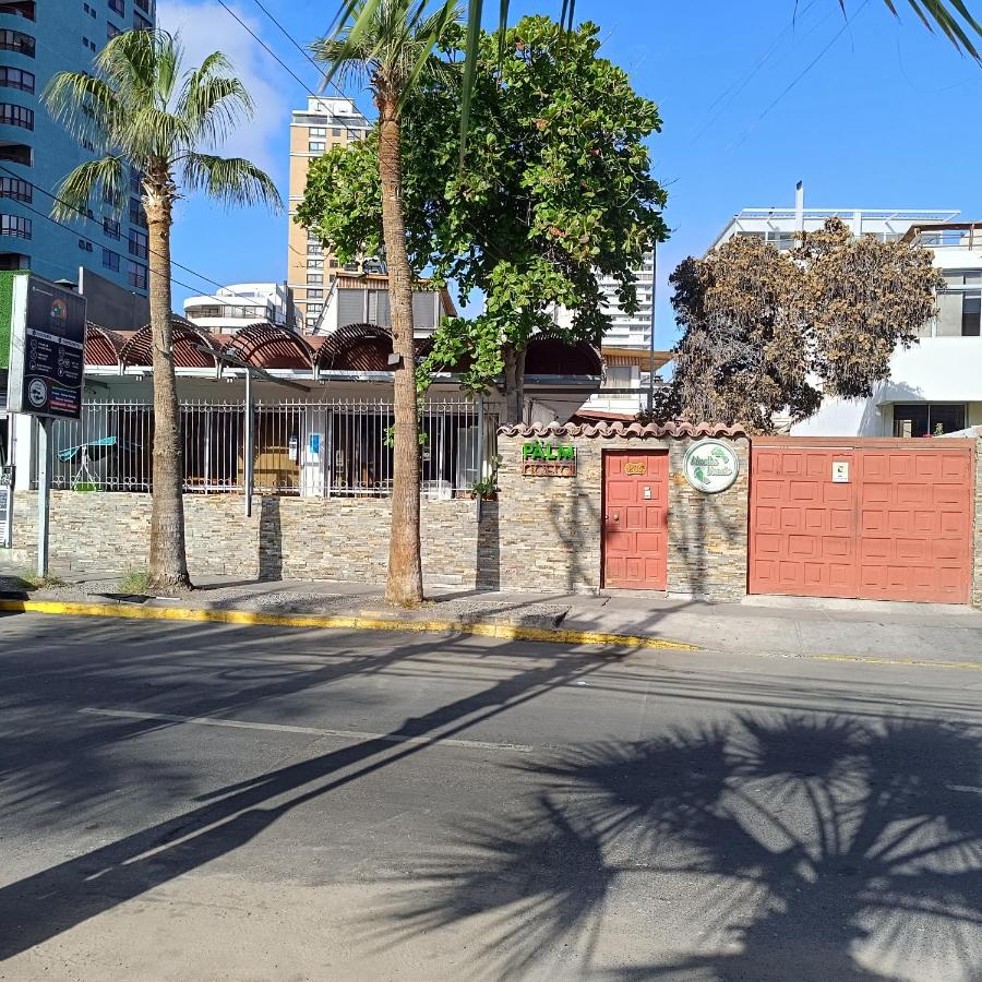 Palm Hostal - B&B Iquique