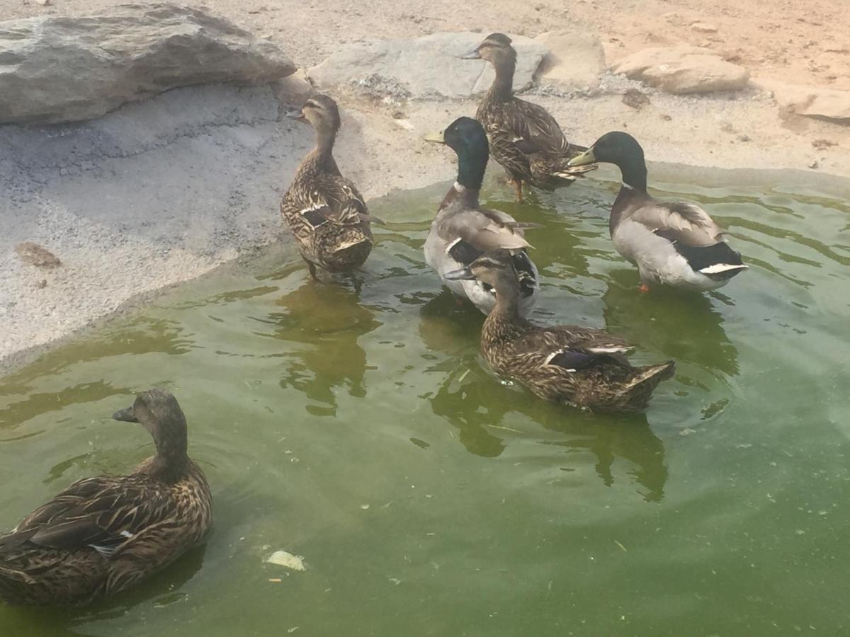 romantic house for 2 people with jacuzzi - Bed and Breakfast Laroya