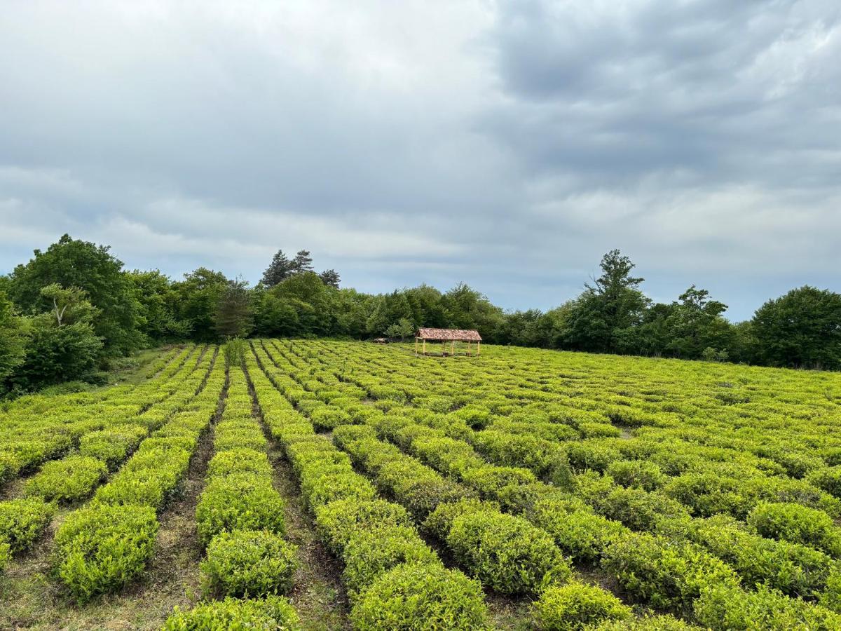 Eco-friendly Guesthouse Tea Gezruli 25 km from Chiatura - Chambres d'hôtes Ts’insopeli