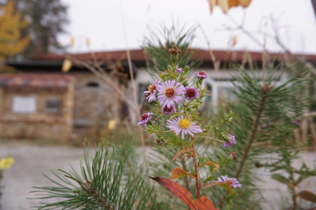 Ferienwohnung GNUBBEL am Wald - Bed and Breakfast