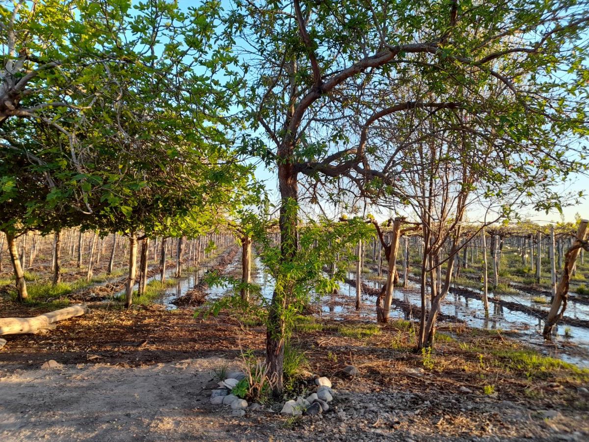 Viñedos del Este - B&B