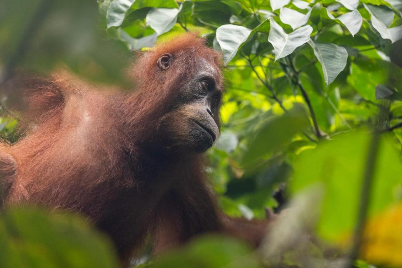 Jungle View Homestay & Guesthouse Only Stay Here Book Treking With Us - B&B Bukit Lewang
