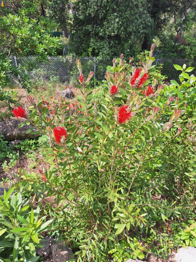 Villa Sisyphe TINY HOUSE" la Odette" - B&B Le Thoronet