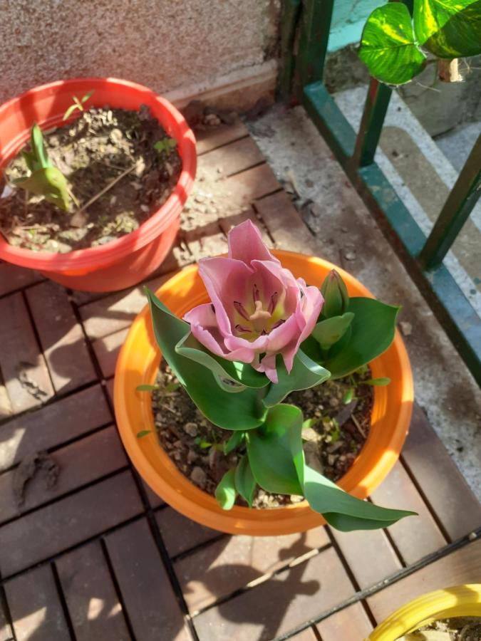 Apartman Maria - B&B Pula