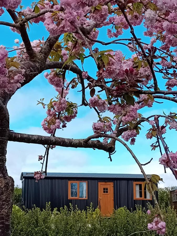 B&B Rathcor Lower - Carlingford Glamping Hut - Bed and Breakfast Rathcor Lower