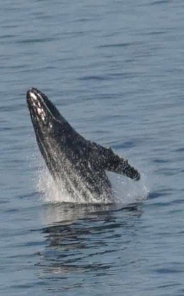 Condo Nick Puerto Vallarta, Enjoy the Beach - B&B Puerto Vallarta