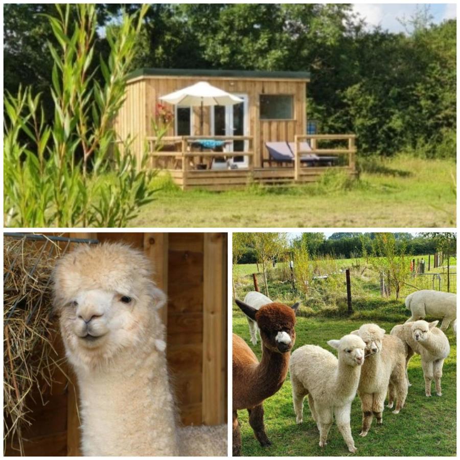 B&B Bovey Tracey - Dartmoor Reach Alpaca Farm Heated Cabins 5 mins drive to Dartmoor - Bed and Breakfast Bovey Tracey