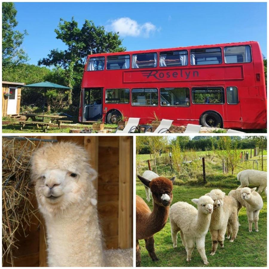 B&B Bovey Tracey - Double Decker Bus on an Alpaca farm sleeps 8, 5 mins drive to Dartmoor - Bed and Breakfast Bovey Tracey