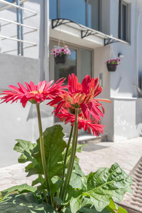 Nikis Apartment's - B&B