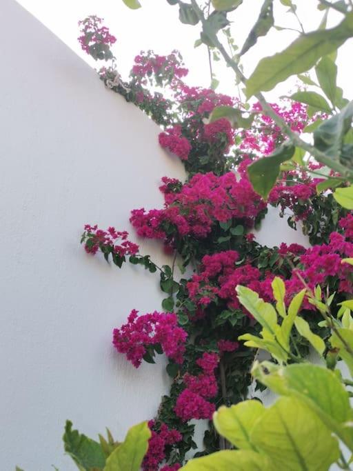 Vineyard house - Ferienwohnung