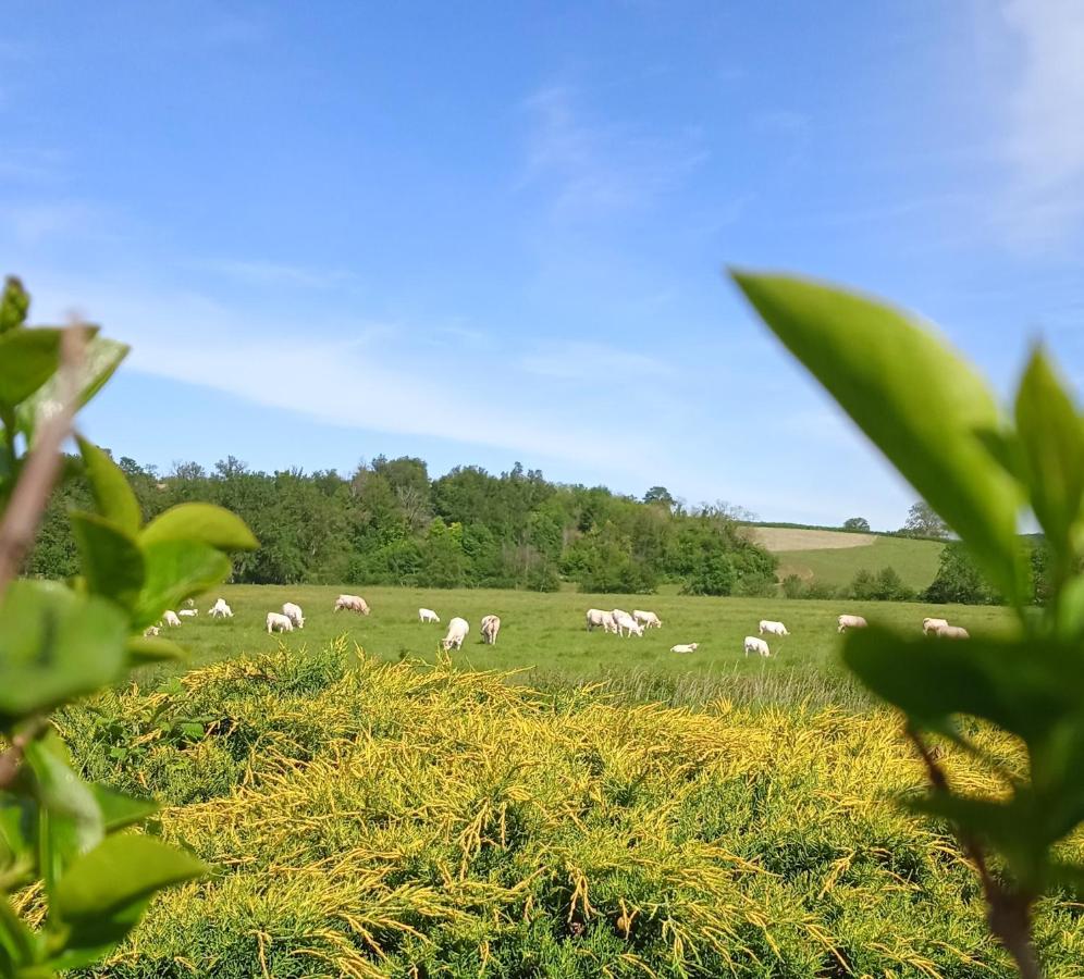 gite des palmiers - B&B