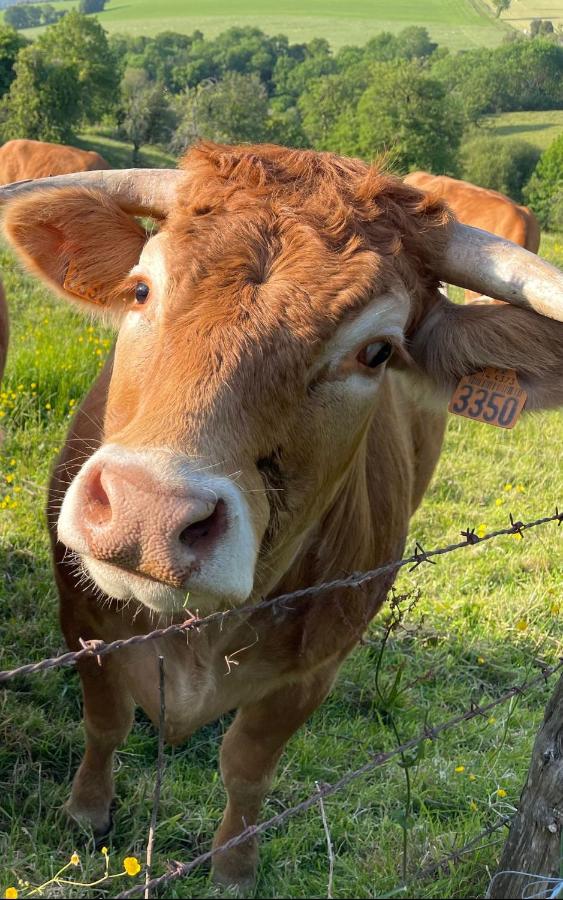 Les gîtes de La Petite Taupe - Studio Jo - B&B Saint-Omer