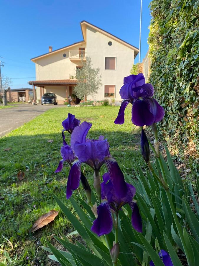 Flavia 21 - Bed and Breakfast