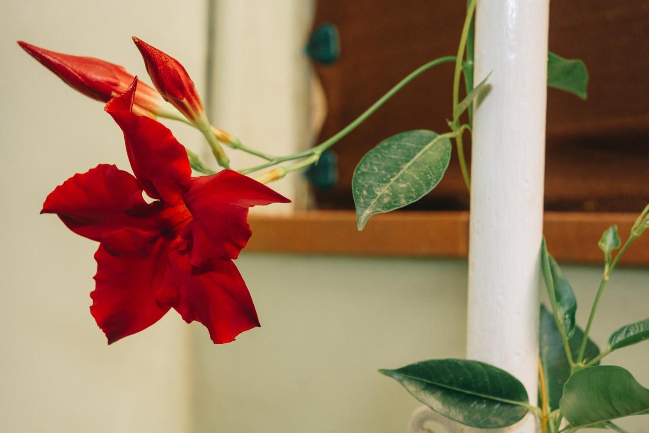 Casona Mafalda - B&B Prato