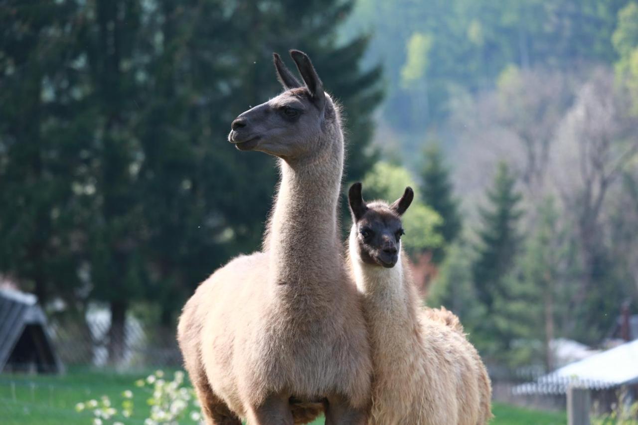 FAUNAPARK Lipová-lázně - B&B