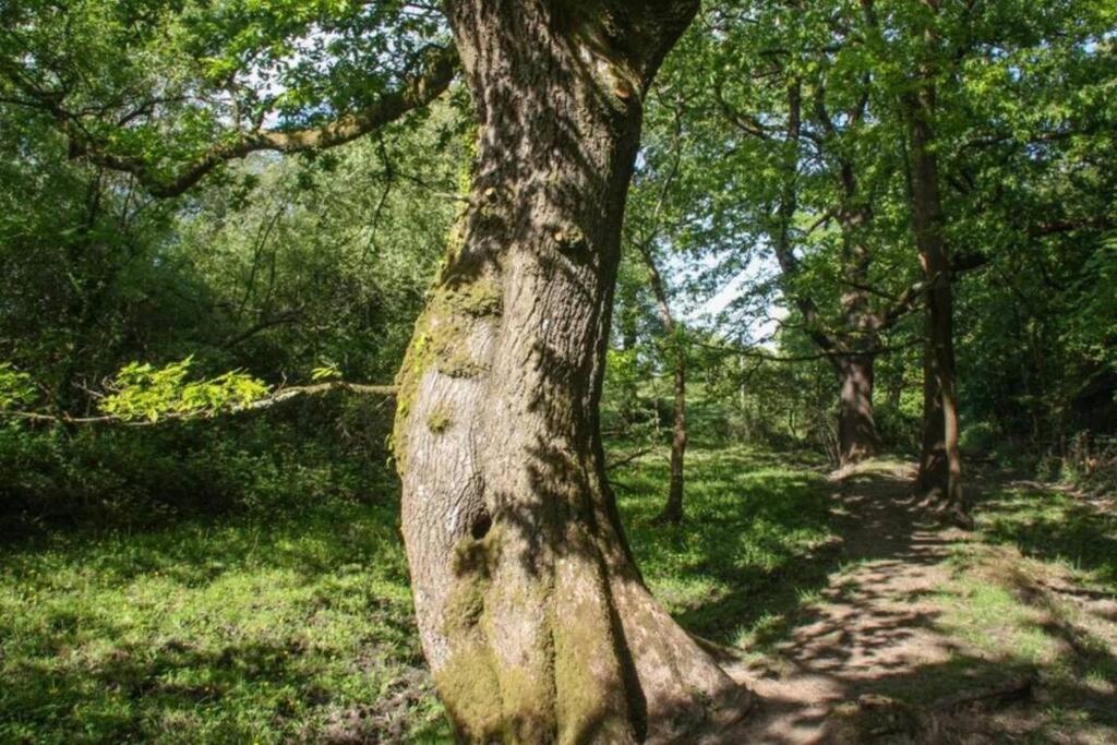 Warren Farm Tiny House - B&B Bonvilston