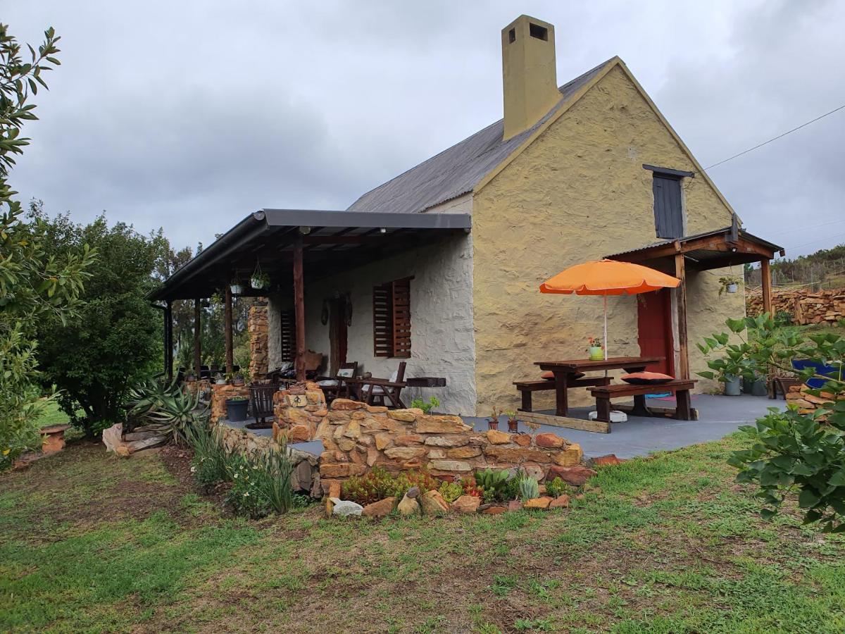 pansy - B&B Joubertina