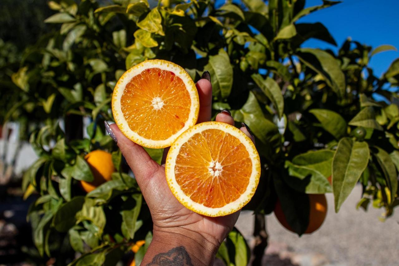 Farm Lodges Olive, Casa Bougainvillea - Chambres d’hôtes Moncarapacho