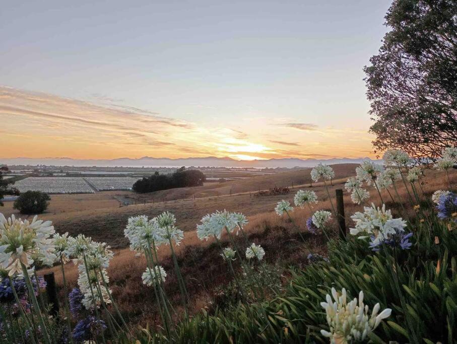 The Palms - B&B Motueka