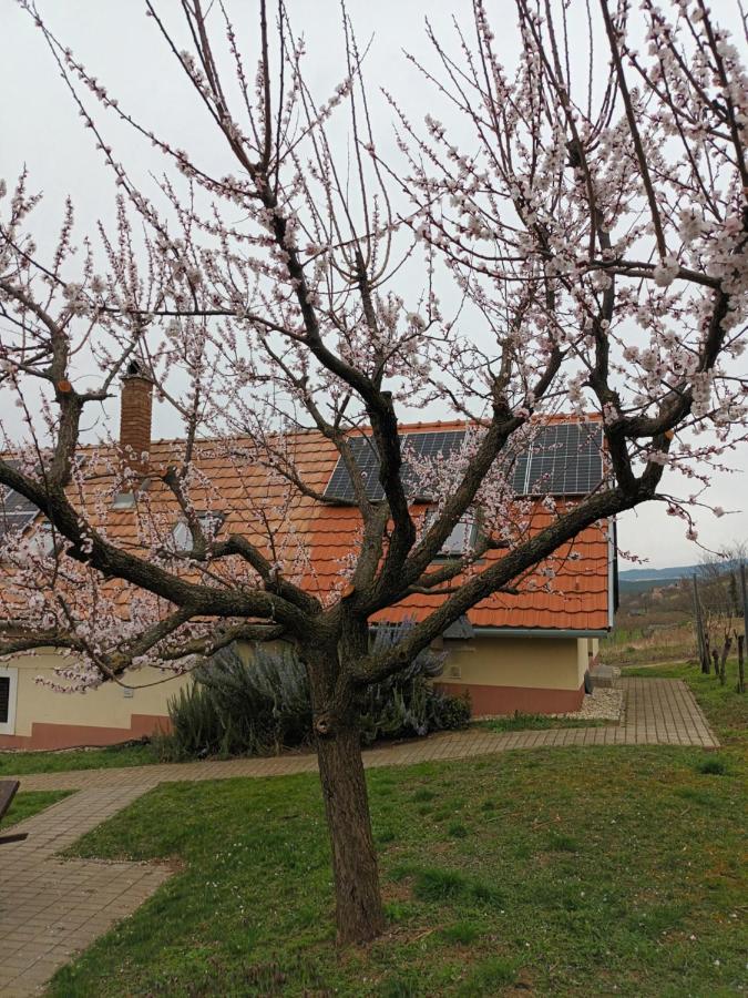 Kéknefelejcs Vendégház - Ferienwohnung