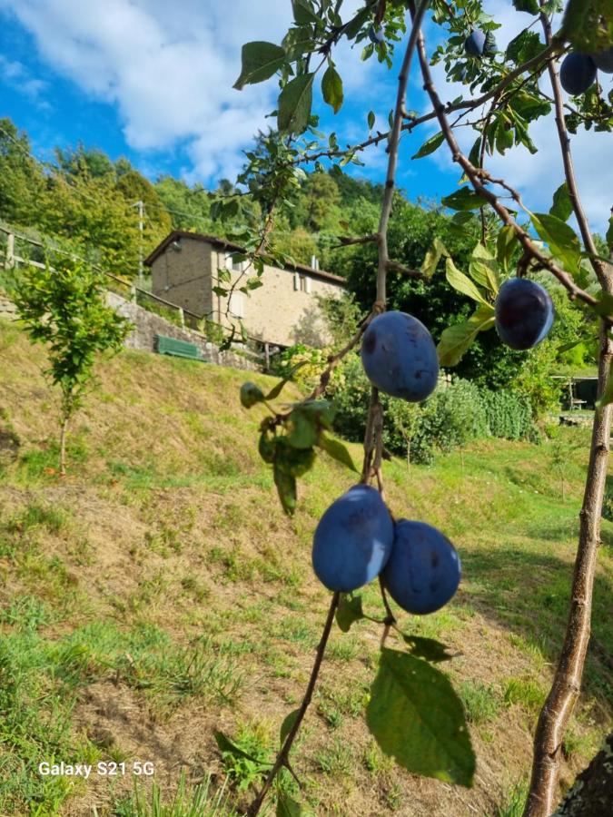 All ' ombra del lauro - B&B Vellano