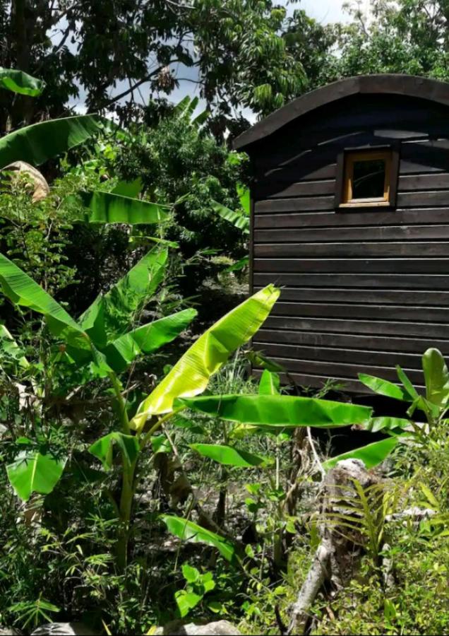 La Petite Roulotte de la Bananeraie - Chambres d’hôtes Le Petit Brûlé