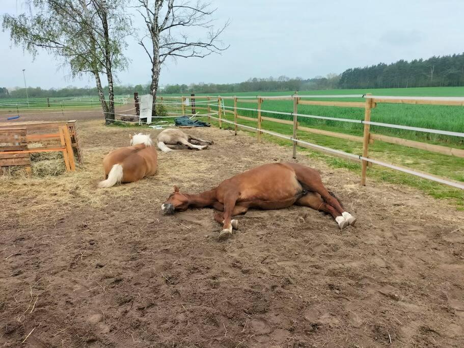 Auszeit auf der Seelenfarm - Bed and Breakfast
