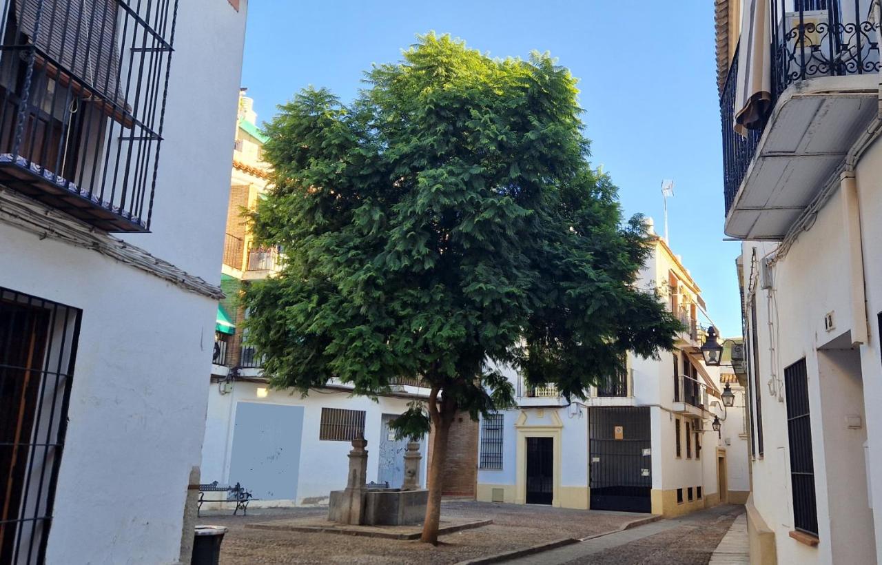 Terraza de la Axerquía - B&B Córdoba