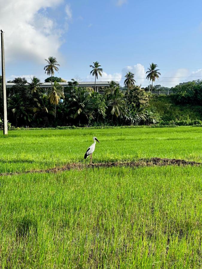 Surfside Paddy Villa - B&B