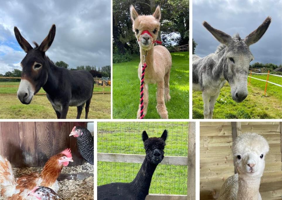 A space with amazing views and alpacas to enjoy - B&B