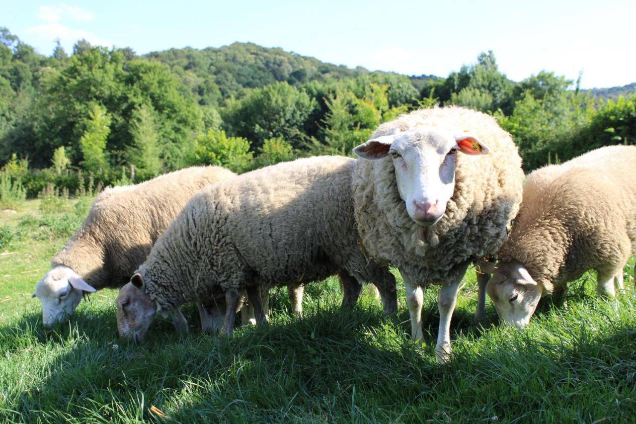 Ecogite Rural La Cle des Champs - B&B