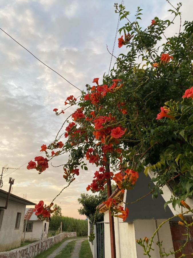 Eli Apartament's - B&B Lezhë