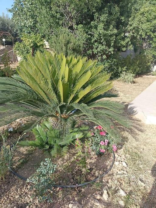 Family home in Lagonisi - B&B