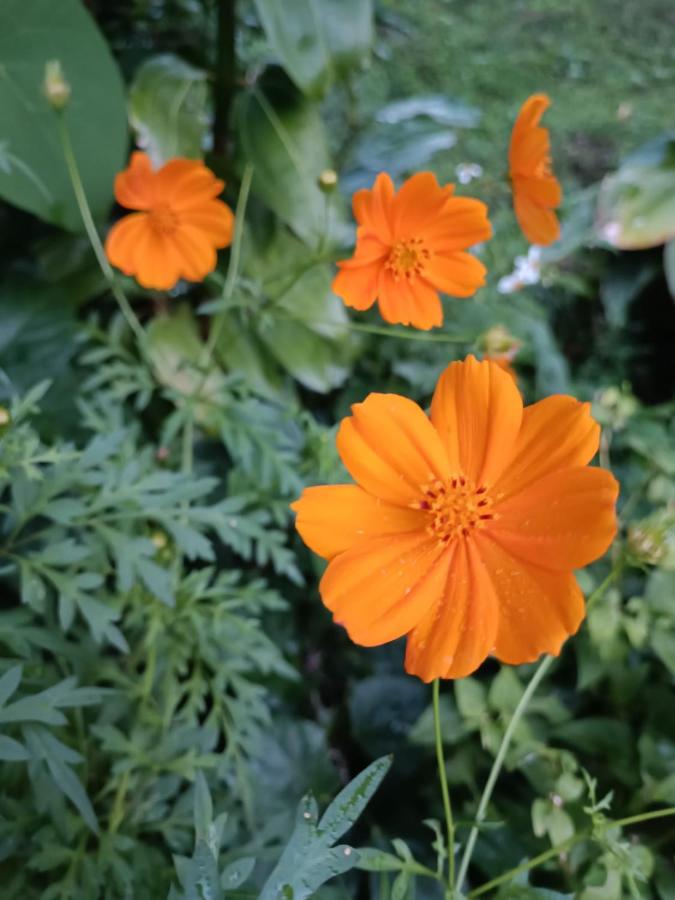Studio met Uitzicht op de Tuin