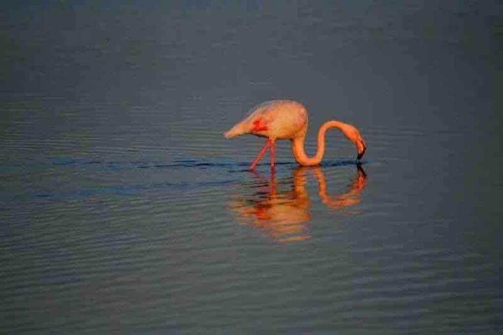 Studio vue Mer - Ferienwohnung Palavas-les-Flots