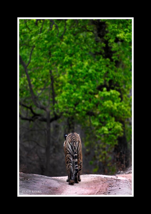 Tala Camp - B&B Tāla